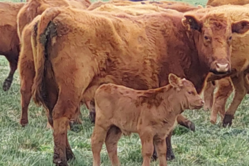 Impacto y causas de la pérdida de 3,4 millones de cabezas bovinas en la industria ganadera