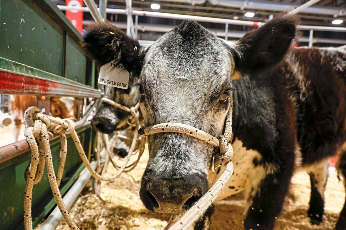 Palermo presenta una nueva superraza bovina destacada por la calidad de su carne