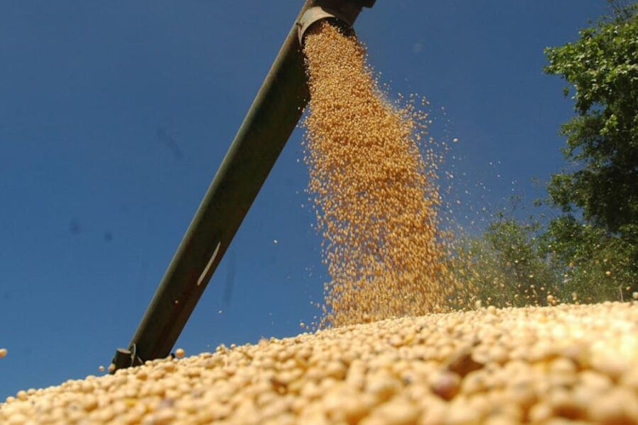 Productores de soja enfrentarán pérdidas superiores a US$1100 millones por alquiler de campos, revela estudio