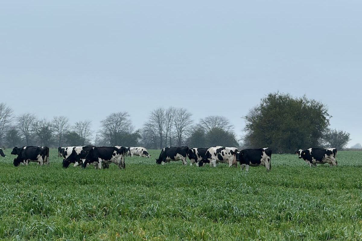 Producción lechera muestra signos de recuperación tras un período crítico y mejora en sus cifras