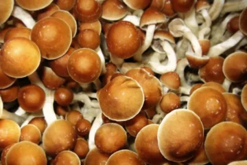 Javier Leiva, Subjefe PER Uruguay, aclara que no se puede confirmar que la muerte sea por consumo de hongos