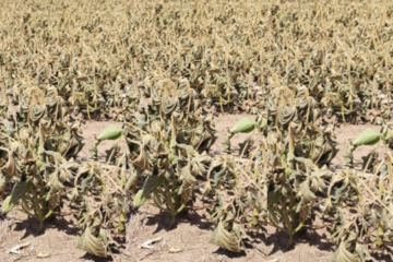 Santiago del Estero suspende el cobro de ingresos brutos al campo durante seis meses