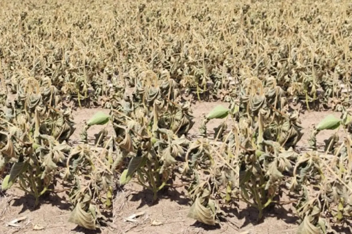 Santiago del Estero suspende el cobro de ingresos brutos al campo durante seis meses