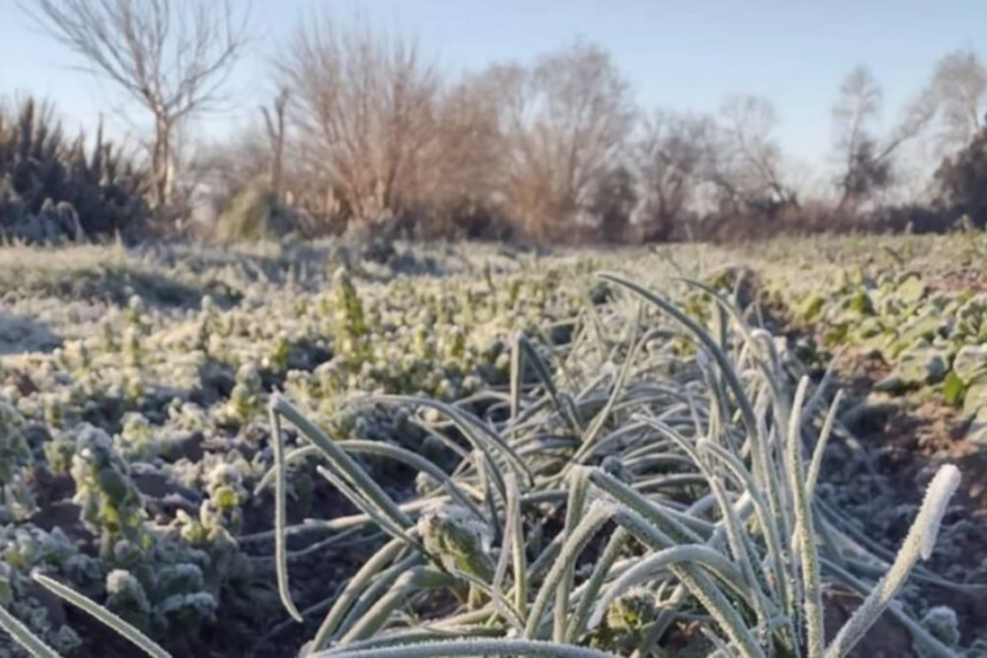 región sufre golpe severo con pérdidas de hasta 70% en la producción de verduras