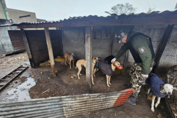 Desmantelan una red ilegal de carreras de galgos en la provincia de Buenos Aires