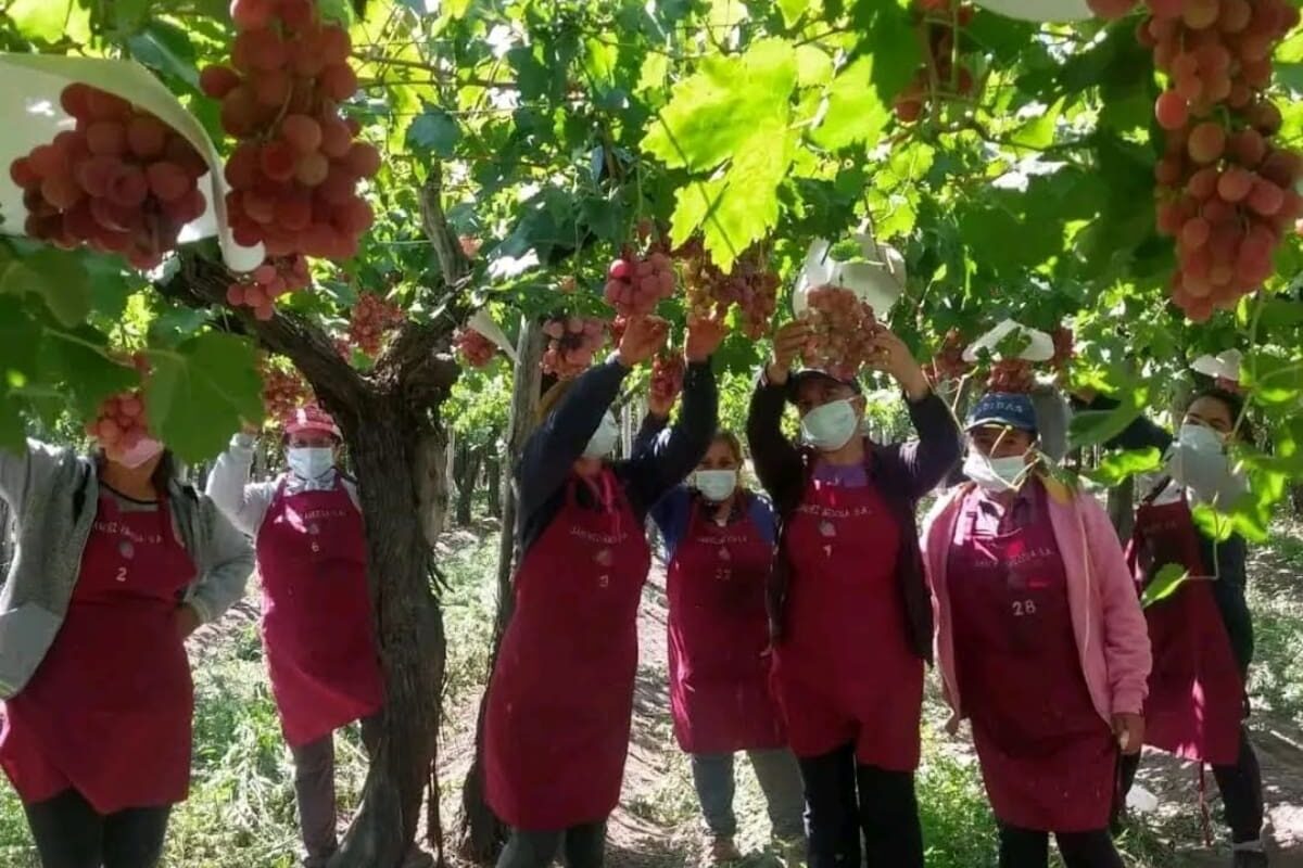 Joven emprendedor de España transforma su pasión por las frutas en una exitosa exportación de uvas a mercados selectos