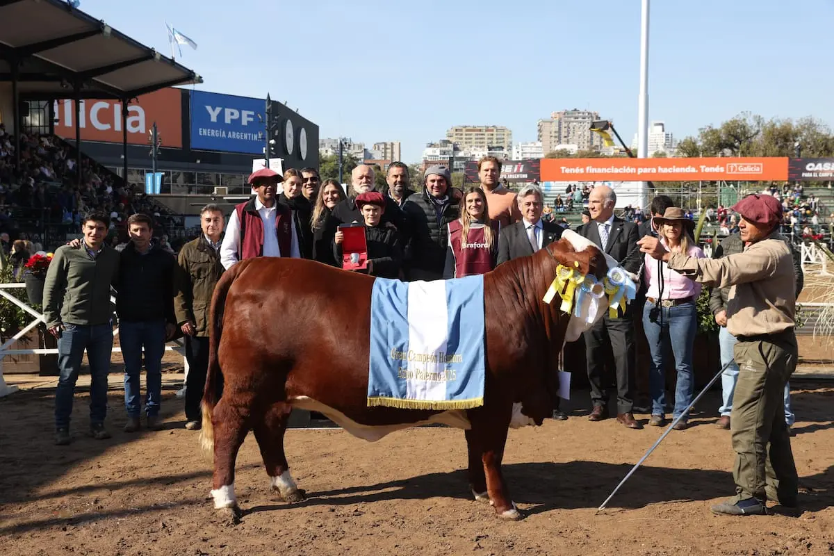 Braford inició la semana de juras en la Rural y designó al Gran Campeón Hembra de la raza.