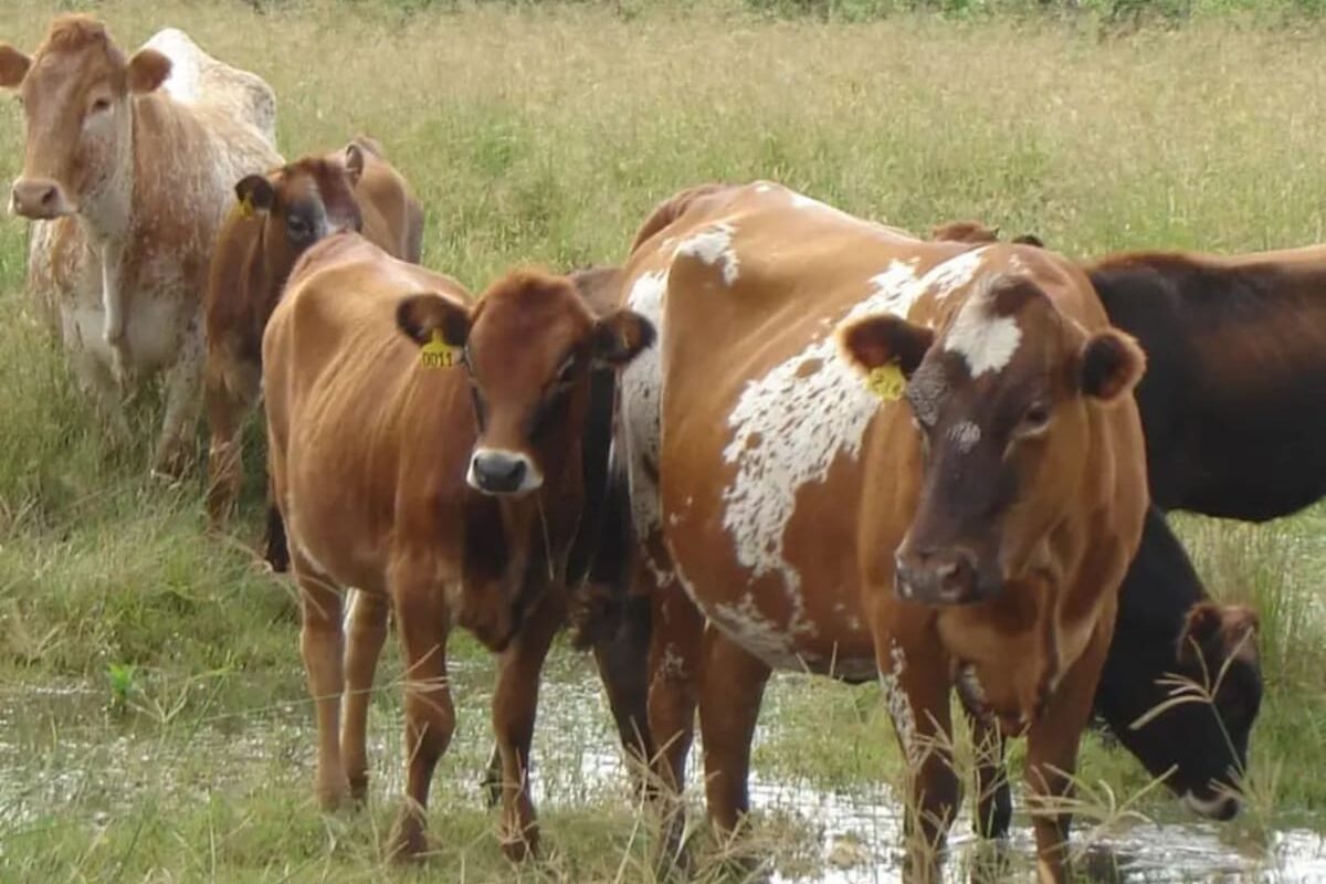 El INTA finaliza su programa de Bovino Criollo en Tucumán y traslada el rodeo a Corrientes tras 65 años de historia