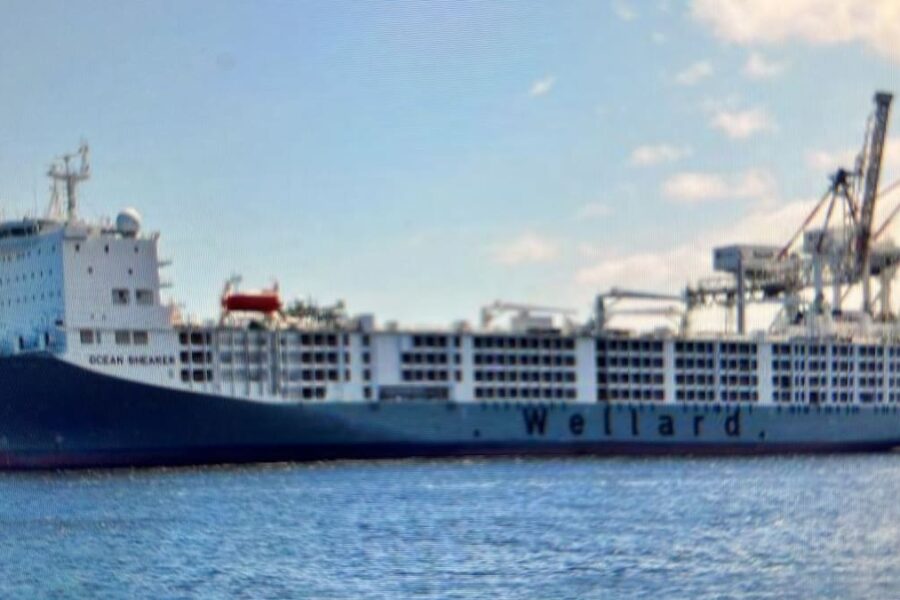 Oportunidades en el mercado de Turquía para el ganado en pie y su impacto en la industria ganadera