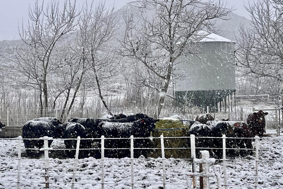 Productores de Santa Cruz impugnan medida del gobierno de Javier Milei mediante un amparo legal