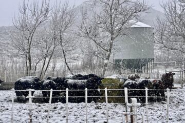 Productores de Santa Cruz impugnan medida del gobierno de Javier Milei mediante un amparo legal