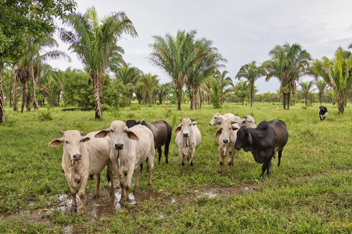 Crisis latente: interrogantes que rodean la COP30 en la Amazonia