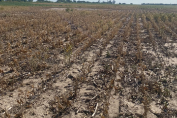 El agro del norte argentino enfrenta un cóctel explosivo que amenaza su producción y sostenibilidad