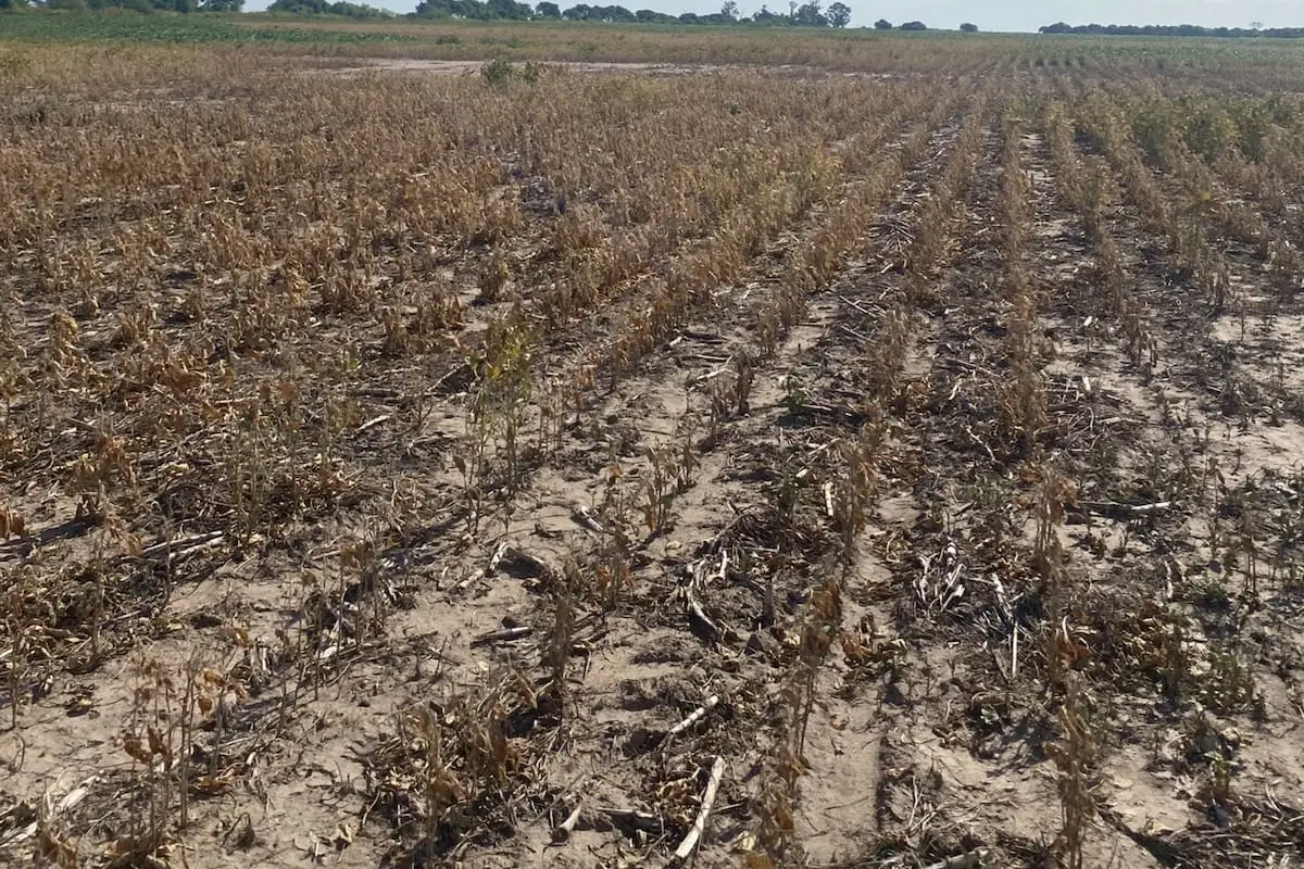 El agro del norte argentino enfrenta un cóctel explosivo que amenaza su producción y sostenibilidad
