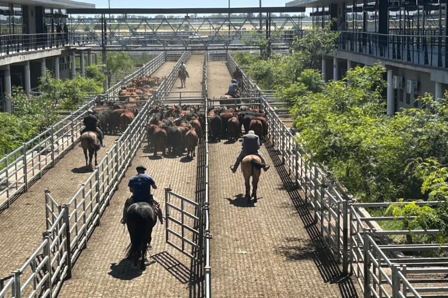Cierre de semana favorable en el mercado agroganadero de Cañuelas y sus principales tendencias económicas