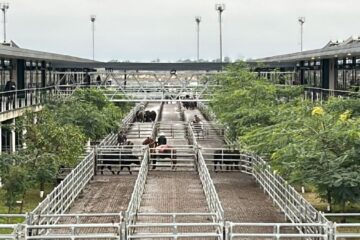 Altibajos marcan el cierre de semana en el mercado agroganadero de Cañuelas