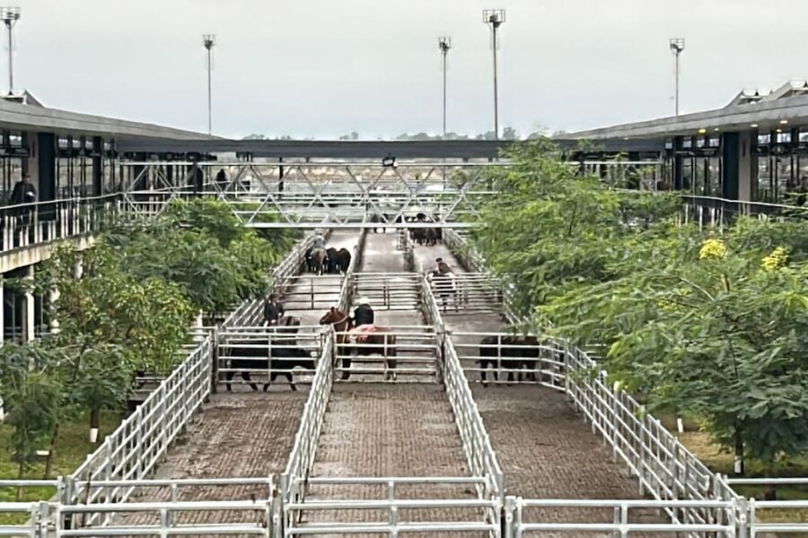 Altibajos marcan el cierre de semana en el mercado agroganadero de Cañuelas