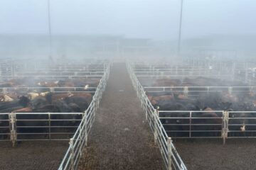 Creciente oferta y fluctuaciones en los precios del Mercado Agroganadero de Cañuelas