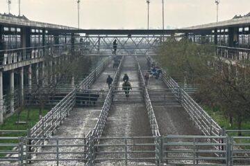 Altibajos marcan el inicio de semana en el mercado agroganadero de Cañuelas
