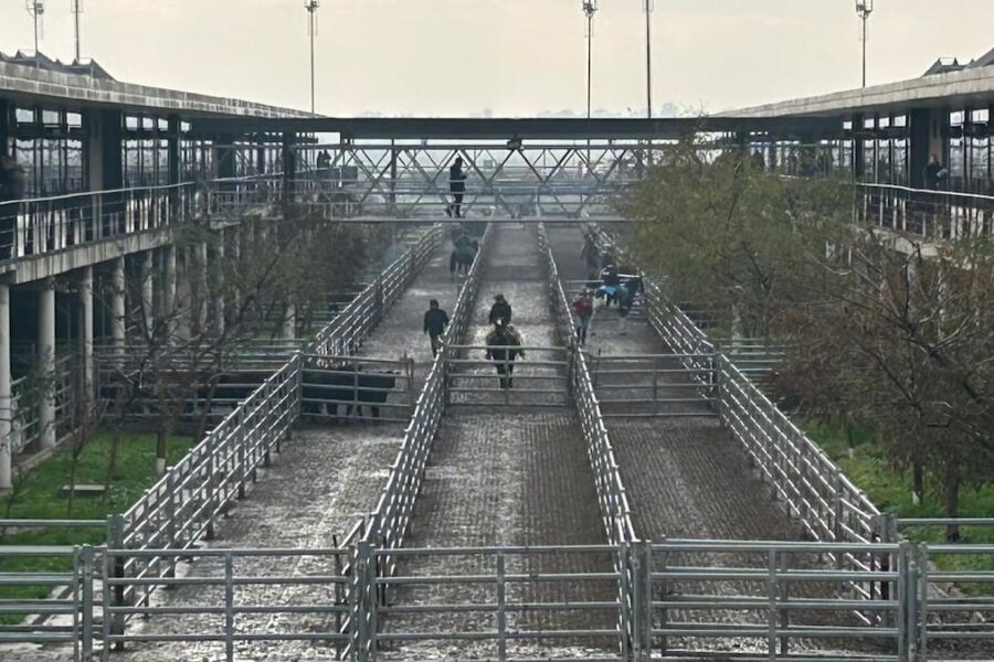 Altibajos marcan el inicio de semana en el mercado agroganadero de Cañuelas