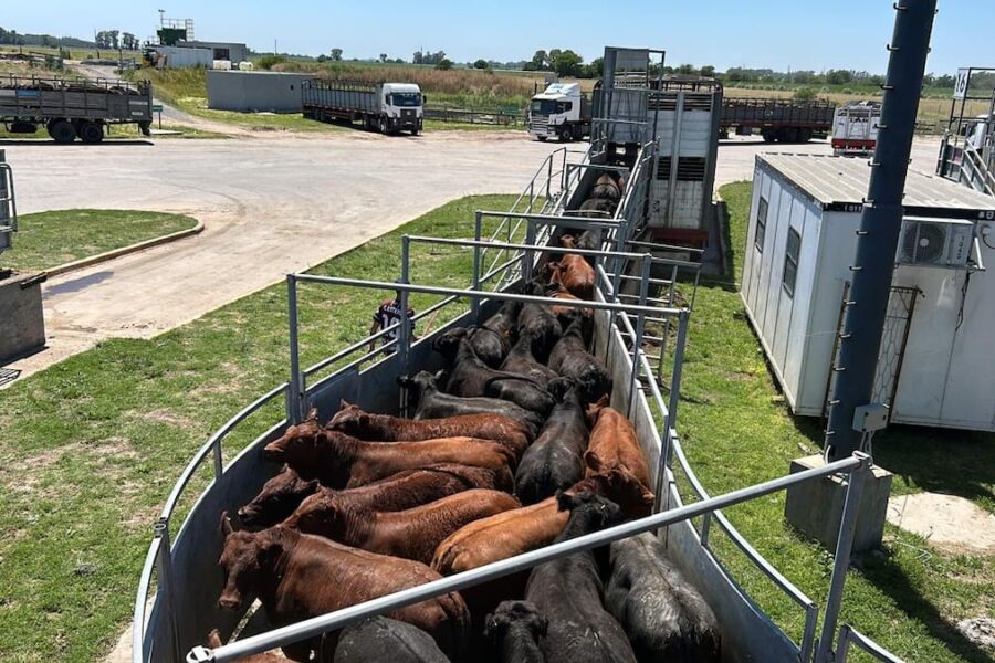 Demanda estable y precios a la baja en el mercado agroganadero de Cañuelas