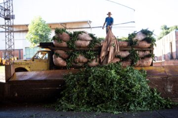 Productores de Misiones solicitan la derogación de la ley que limita el uso del glifosato en la región