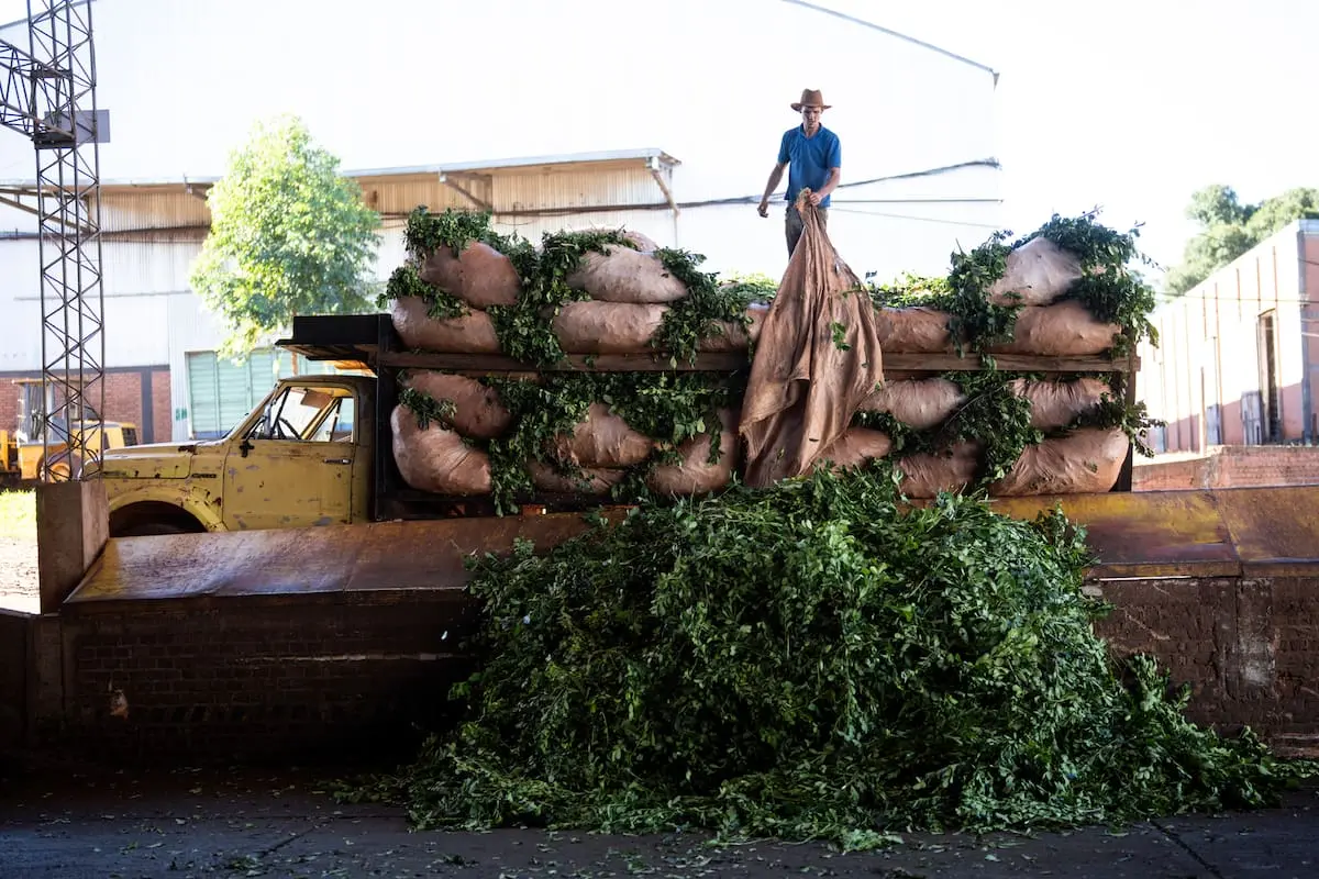 Productores de Misiones solicitan la derogación de la ley que limita el uso del glifosato en la región