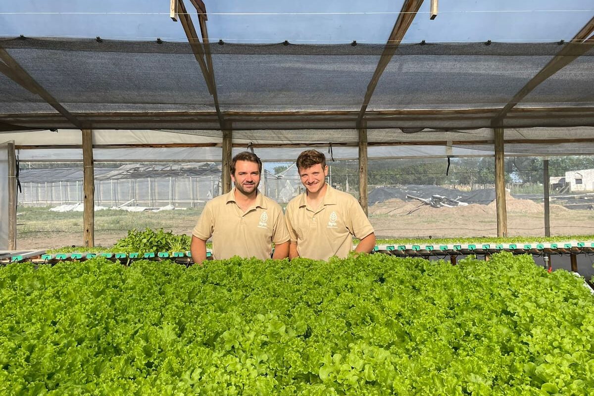 Compañeros de trabajo producen lechuga y rúcula sin tierra, incorporando un nuevo superalimento a su oferta