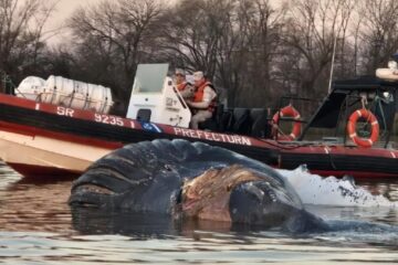 Descubren ballena muerta en el Complejo Zárate – Brazo Largo y analizan su remoción
