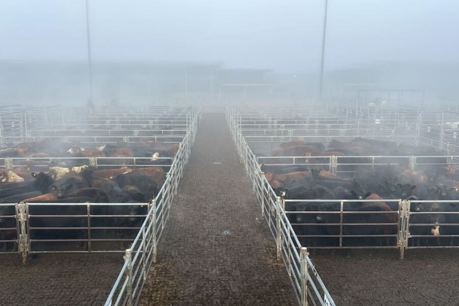 Estabilidad en el Mercado Agroganadero de Cañuelas: oferta moderada y demanda tranquila sin sorpresas