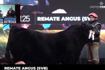 Un toro Angus alcanza un récord de $115 millones en la Exposición Rural de Palermo