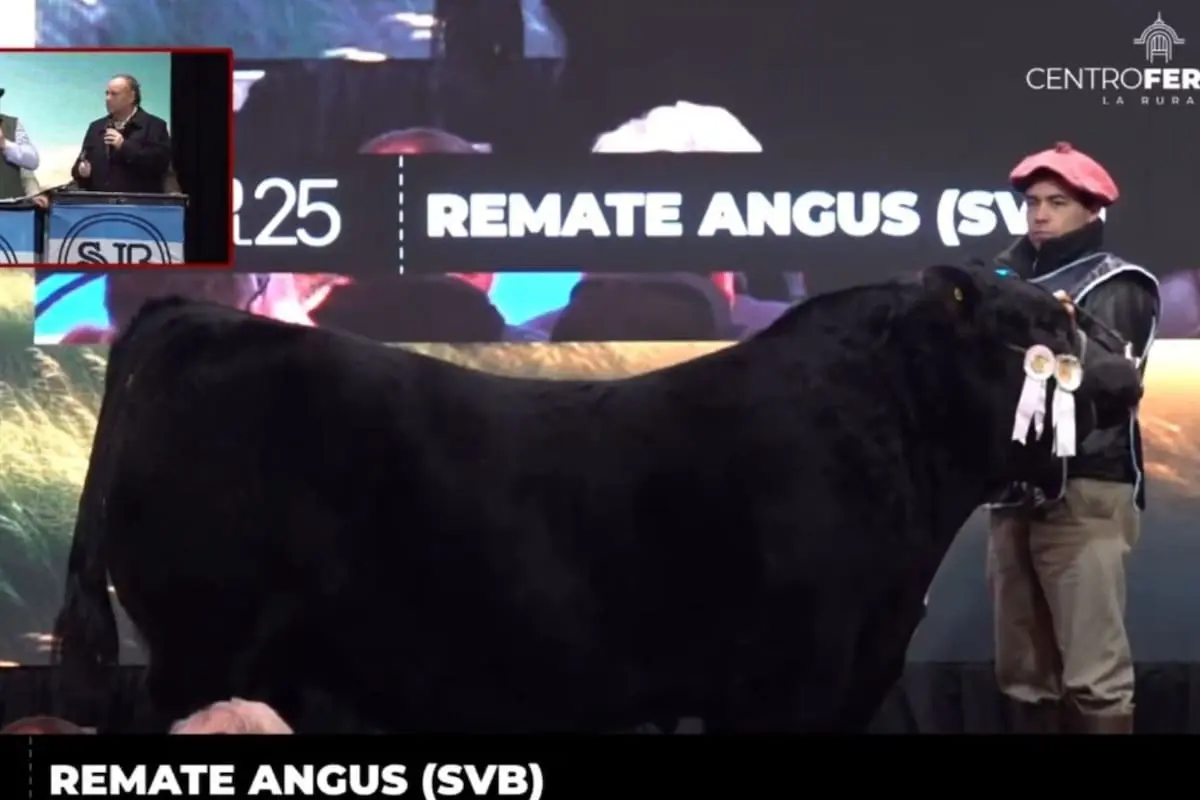 Un toro Angus alcanza un récord de $115 millones en la Exposición Rural de Palermo