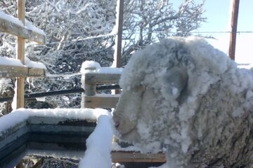 Un innovador invento del INTA previene el congelamiento del agua en condiciones extremas