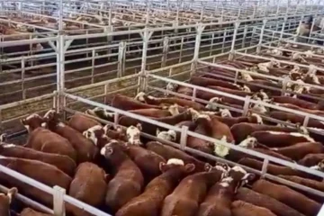 Remates exclusivos en el mercado agroganadero para iniciar la semana con buenas oportunidades