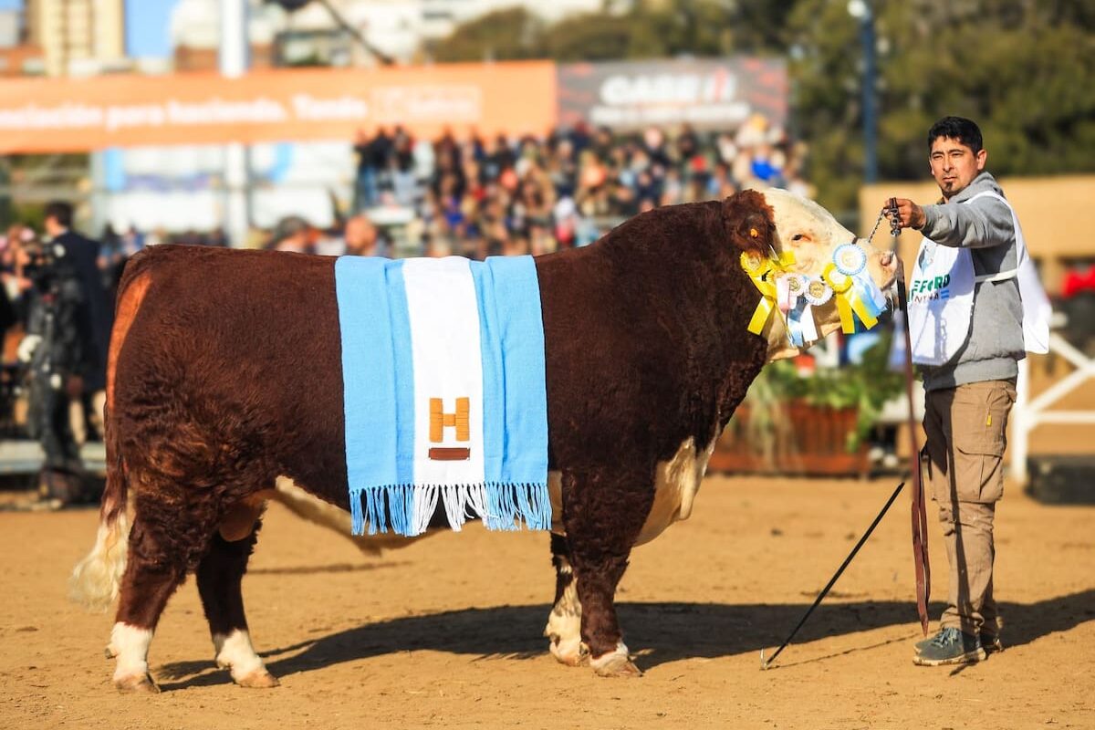 Sacerdote sorprende en Hereford y hembra hace historia en Angus con su notable rendimiento en el evento agrícola.