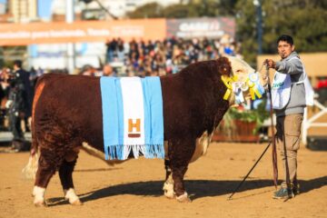 Sacerdote sorprende en Hereford y hembra hace historia en Angus con su notable rendimiento en el evento agrícola.