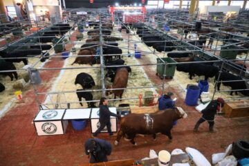La ganadería larga en Palermo una carrera para ser campeona