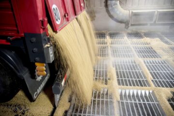 Reflexiones sobre el precio de la soja tras el aumento de registros en el sector agrícola