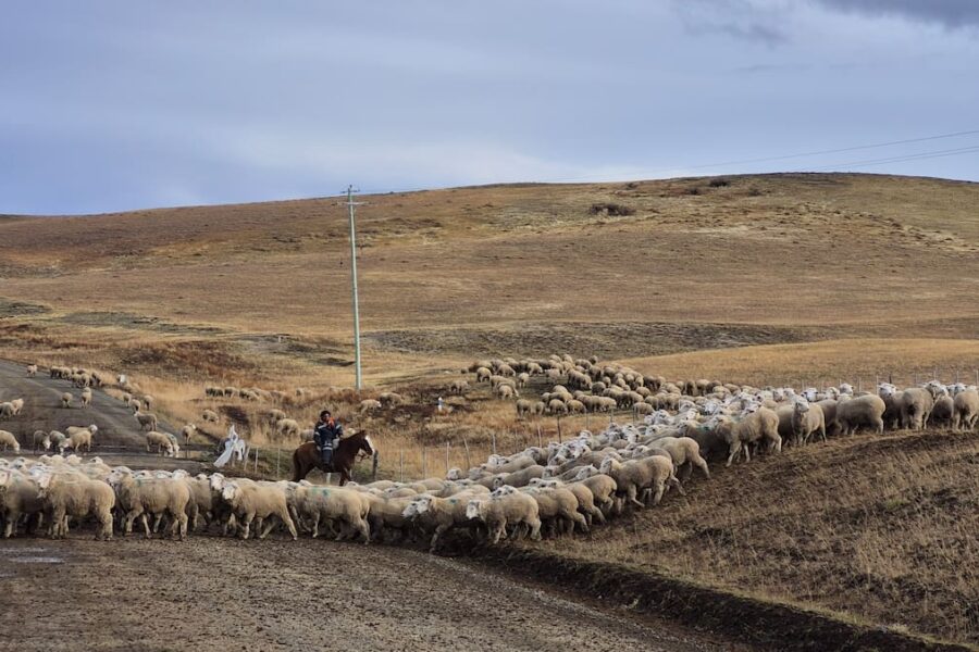Preocupación por la posible pérdida de exportaciones a Israel debido a una nueva medida gubernamental