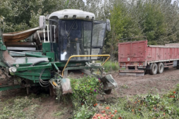 Importaciones afectan producción de tomate en Argentina: muchos agricultores abandonarán su cultivo