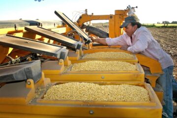 La industria semillera busca garantizar una transición sin demoras en los procesos de producción y distribución
