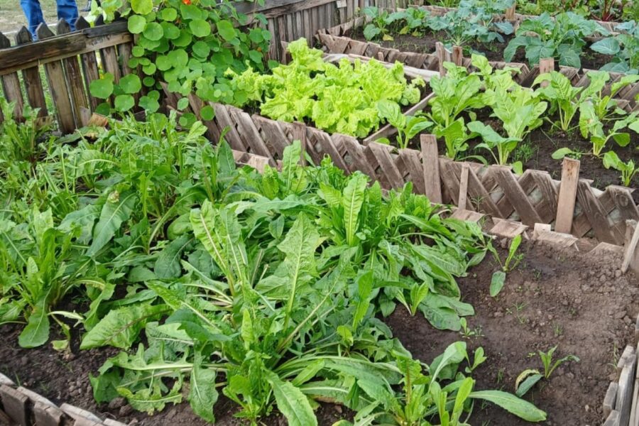 Gobierno capacita a 901 presos en producción de leche y verduras para su reintegración social y laboral