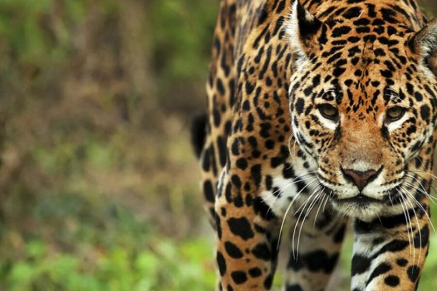 Condenan a 4 personas a 2 años de prisión por caza de yaguareté en un fallo histórico en Formosa