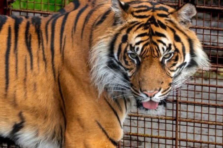 Zoológico danés solicita donaciones de mascotas vivas para alimentar a sus depredadores