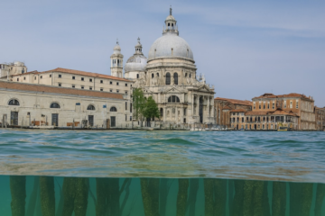 Descubre el funcionamiento del bosque invertido que sostiene la estabilidad de Venecia