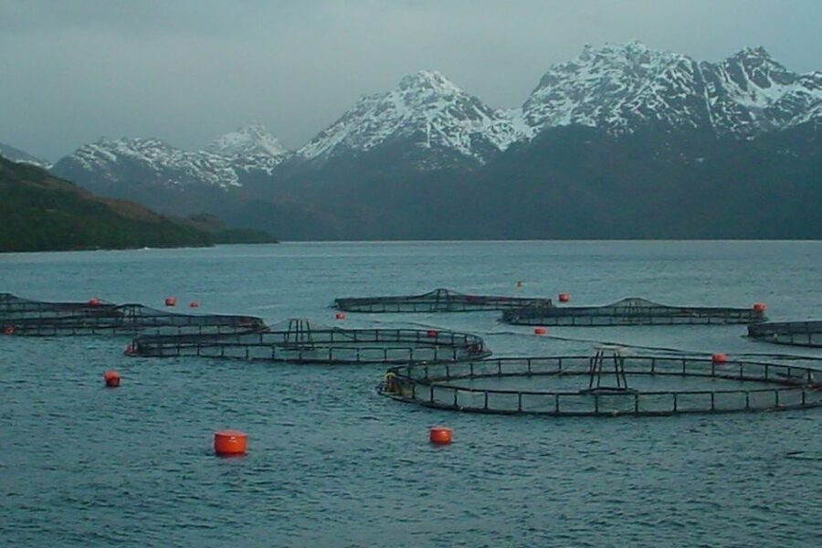 Proyecto libertario busca potenciar la salmonicultura en Tierra del Fuego tras prohibición de 2021 y apoyo del gobernador Melella