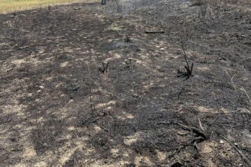 Un pez del cielo causa incendio en Canadá y corta la electricidad de una ciudad en un extraño suceso