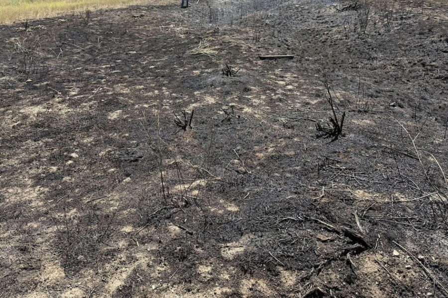 Un pez del cielo causa incendio en Canadá y corta la electricidad de una ciudad en un extraño suceso