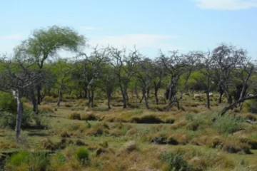 STJ dispone la regeneración natural de un bosque nativo en Villaguay para preservar la biodiversidad local