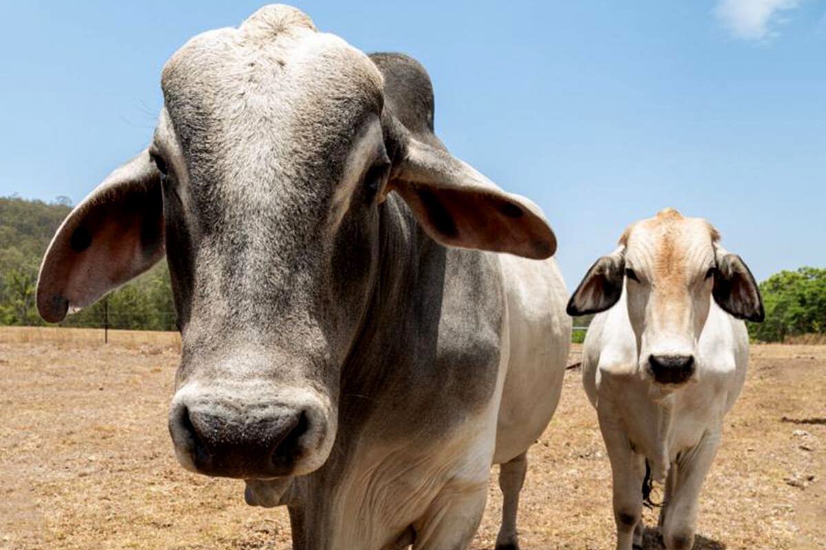 Las innovadoras “supervacas” que catapultaron a Brasil a liderar la exportación de carne mundialmente